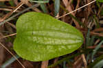 Blue Ridge carrionflower